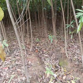 一年生木荷小苗 木荷造林小苗 百万木荷小苗基地