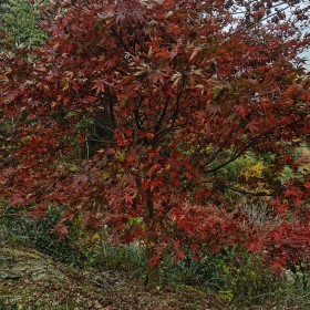 中國紅楓樹苗多少錢一株 中國紅楓價格表