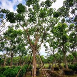 全冠菩提樹價格 菩提樹移植苗 廣東菩提樹基地報價