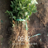 花椒苗哪里有賣(mài)的 50公分高花椒苗價(jià)格 量大從優(yōu)