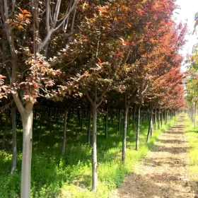 四川紅葉李基地價格 3-8公分紅葉李報價 四川紅葉李價格表