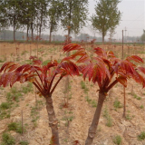 春芽樹苗 紅油香椿苗哪里有 紅椿苗根系好 成活率高