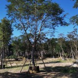 鳳凰木價格 鳳凰木基地報價 行道樹 工程綠化苗