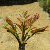 大棚香椿苗哪里多 山东香椿苗种植基地 欢迎订购量大从优