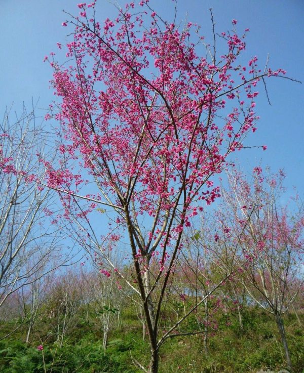 樱花树