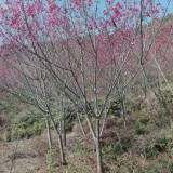 福建山樱花价格 山樱花报价 福建山樱花观赏树 行道树