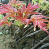 香椿苗 紅油香椿苗 春芽菜樹苗 山東香椿苗批發(fā)基地