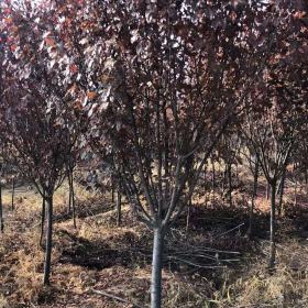 红叶李基地在哪里，山西红叶李种植基地详情介绍