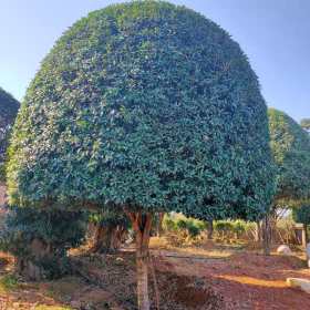 20公分桂花樹多少錢 益陽桂花種植基地