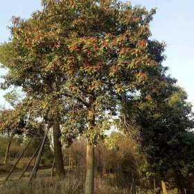 15公分紅果冬青 基地20公分紅果冬青多少錢