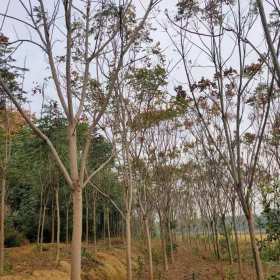 湖南欒樹價(jià)格 益陽欒樹種植基地 建成苗木