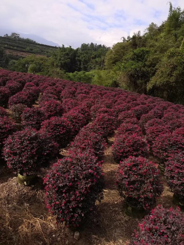 紅花繼木球