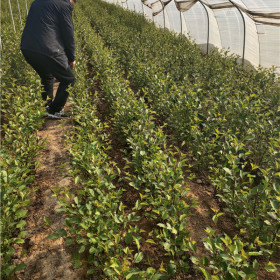 当年鲁樱3号樱桃苗种植过程图片