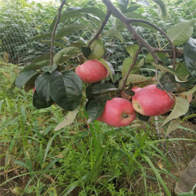 鲁丽苹果苗定植注意事项 矮化鲁丽苹果苗价格