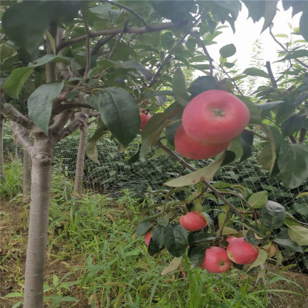 鲁丽苹果苗