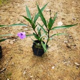 紫花蘆莉價格 福建紫花蘆莉基地自產自銷