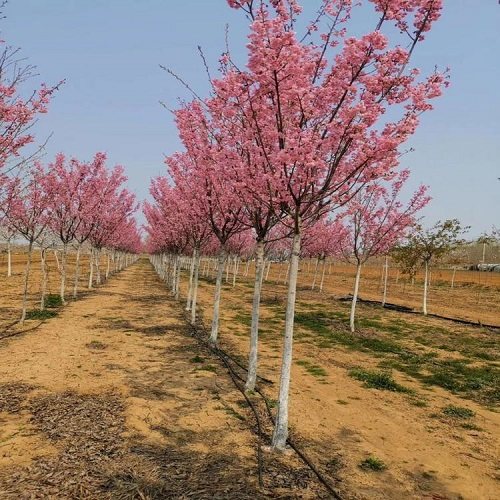 樱花树