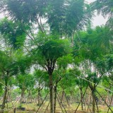 藍花楹價格 福建藍花楹種植基地