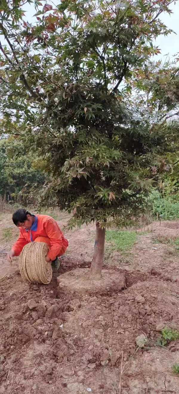 紅楓