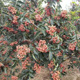 韓城無刺花椒苗價格 無刺花椒苗培育基地