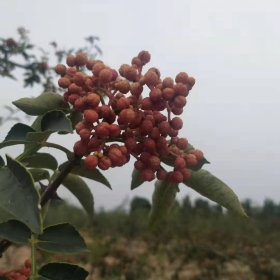 大紅袍花椒苗價(jià)格 韓城大紅袍花椒高產(chǎn)苗直銷