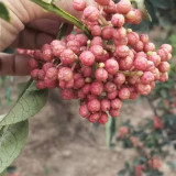 大紅袍花椒苗多少一棵 大紅袍花椒苗基地