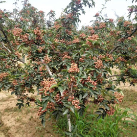 嫁接无刺花椒苗价格 陕西大红袍无刺花椒苗基地