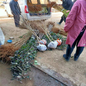 烟富8苹果苗哪里有卖的 当年嫁接苹果苗多少钱一棵哪里有