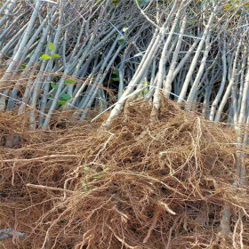 苹果苗出售多少钱一棵 哪里有富士苹果苗卖 哪里有苹果苗