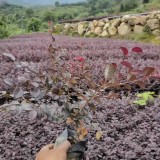 大杯紅花繼木價格 福建紅花繼木地被大杯苗 紅花繼木基地直銷