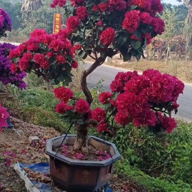 紅花造型三角梅價(jià)格 雙景三角梅批發(fā)基地