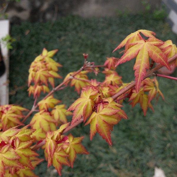 日本紅楓樹苗