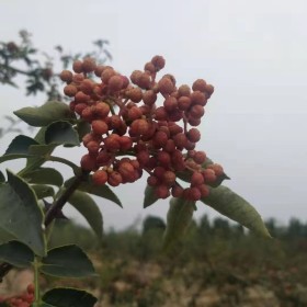 花椒树苗基地直供 花椒苗品种 花椒收益