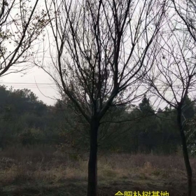 丛生朴树基地 20公分朴树价格 沙朴产地图片