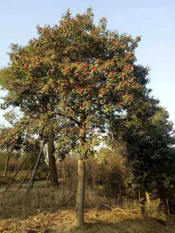 12公分紅果冬青