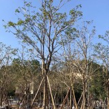 福建黄花风铃木价格 行道树 风铃木基地报价