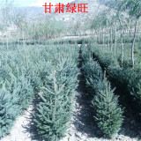 定植云杉出售-云杉購(gòu)買到甘肅云杉基地