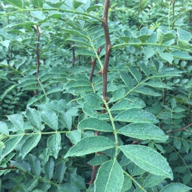 无刺花椒苗哪里有 山东无刺花椒苗培育基地 批发价格