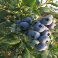 钱德勒蓝莓苗 北陆蓝莓苗 北方种植蓝莓苗品种有哪些