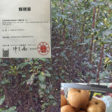 2公分黃金梨樹苗苗圃直銷 梨樹苗價(jià)格