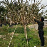 鸡蛋花地栽苗价格  鸡蛋花批发供应 报价