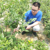 喜來藍莓苗一棵 山東泰安藍莓苗基地 肥城藍莓苗