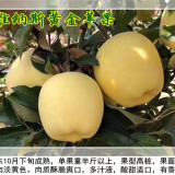 維納斯黃金蘋果苗什么時(shí)候種植適合種植地區(qū)