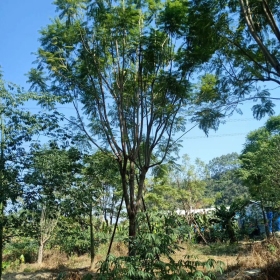 蓝花楹产地在哪里 蓝花楹树价格行情