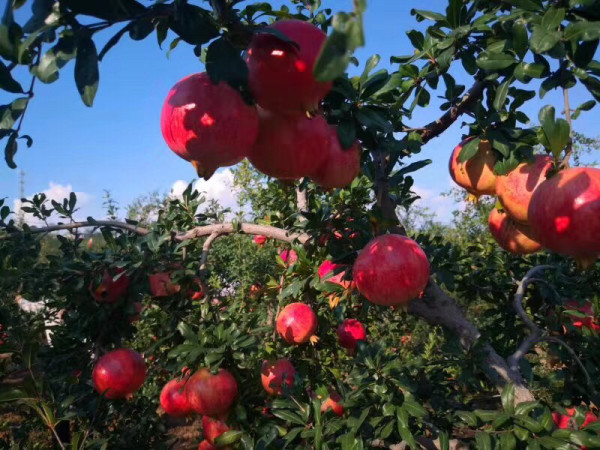 泰山紅石榴樹苗