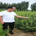 山东枸橘苗 枸橘苗多少钱一棵 枸橘苗种植基地