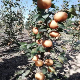 金秋蜜梨树苗繁育基地 金秋蜜梨树苗价格