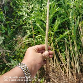 皂角苗供应基地 大刺皂角苗价格 皂角苗保湿邮寄