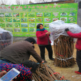 吉塞拉12號(hào)砧木魯櫻3號(hào)櫻桃苗陜西報(bào)價(jià)