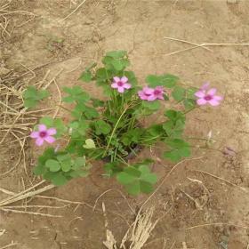 紅花醡漿草多少錢(qián)--當(dāng)季價(jià)格